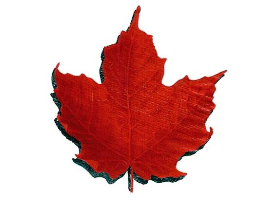 Descrizione: Descrizione: Descrizione: C:\Users\patrizio\Desktop\Maple\maple_800x600_1.bmp